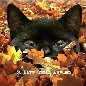 Autumn Cat