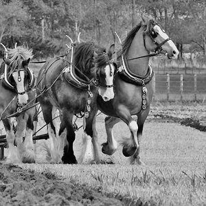 National Ploughing competition. Manawatu, Jan '17