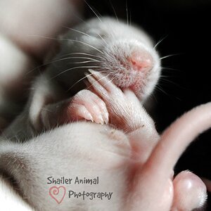 11 day old baby rat