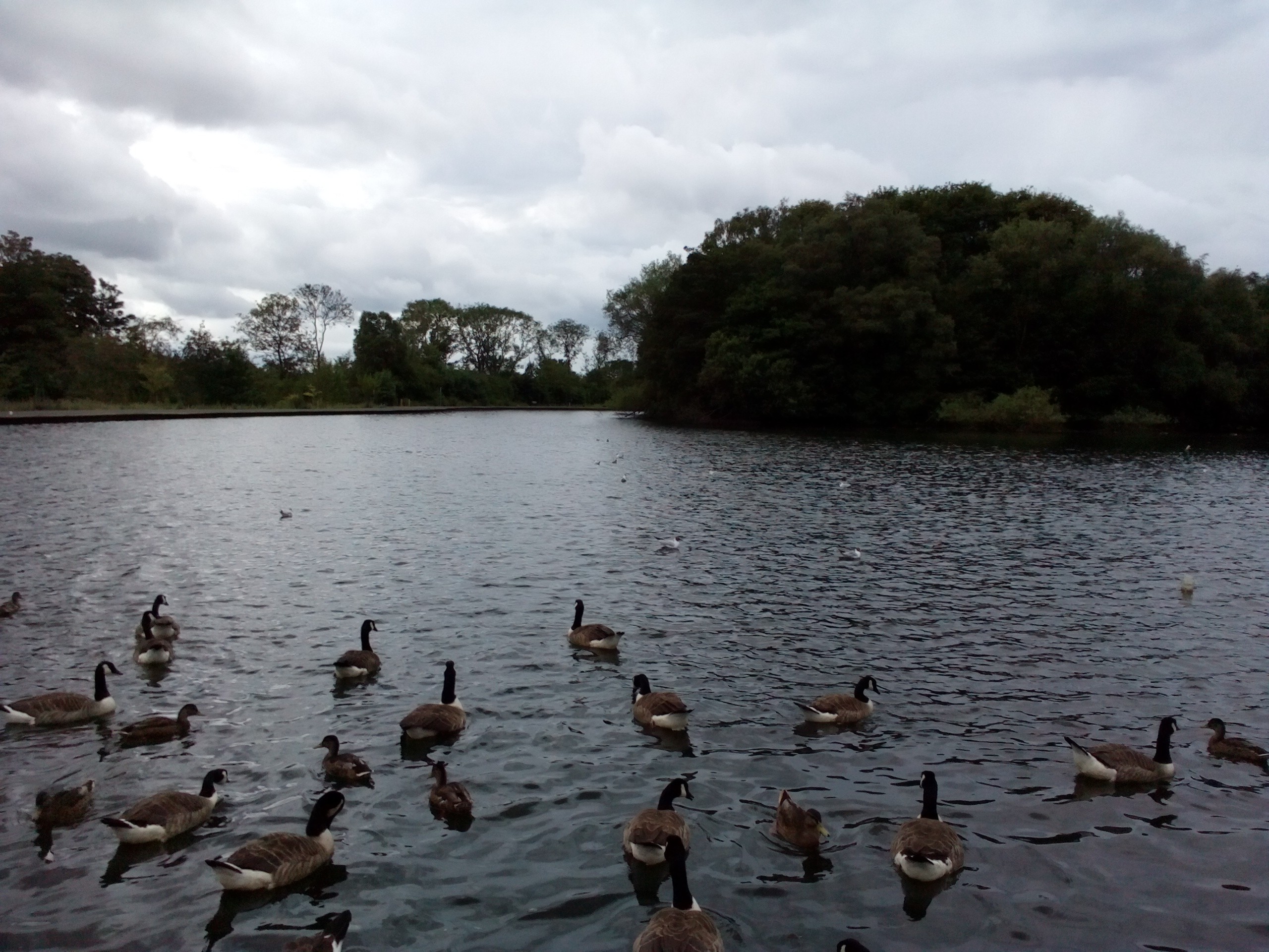 a park pond