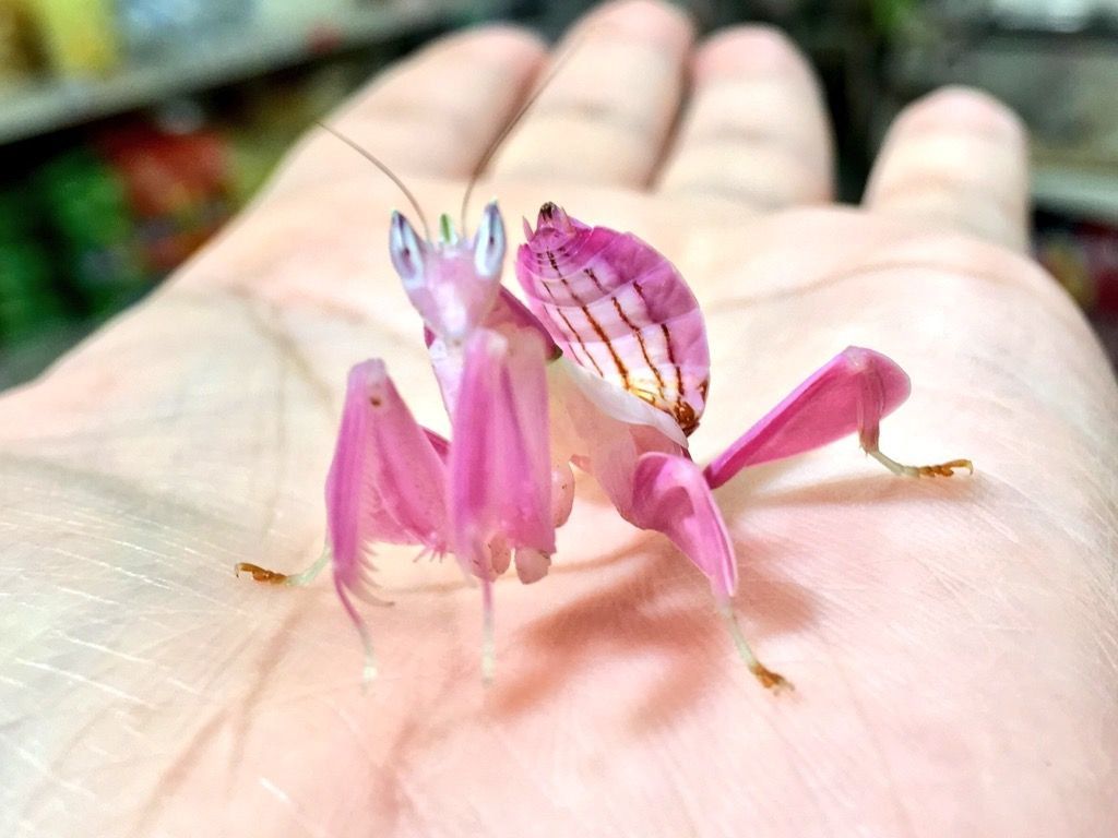 A rare orchid mantis.