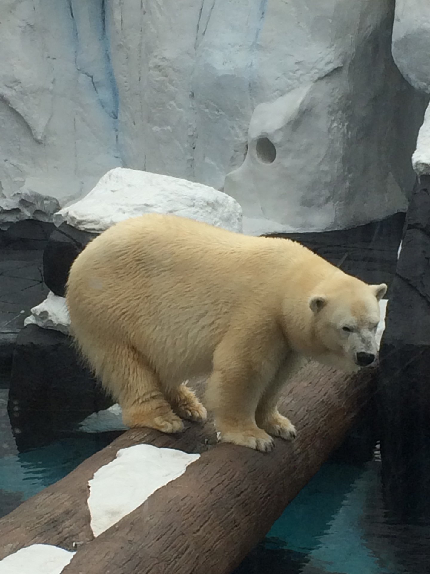 A Sad San Diego Polar Bear