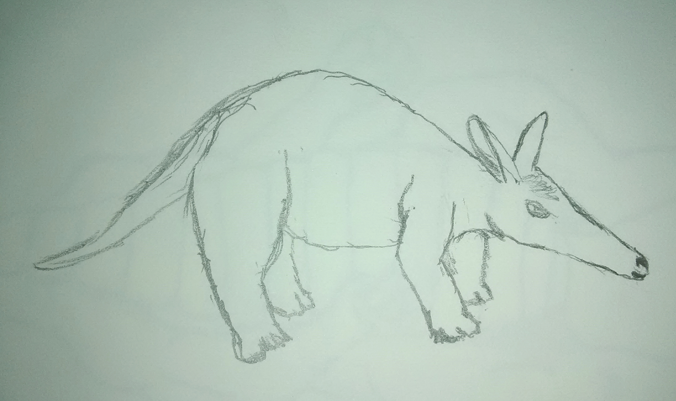 Aardvark