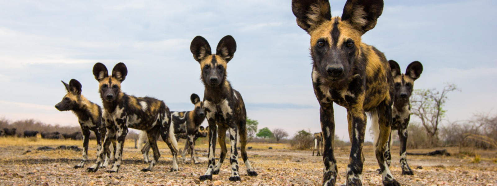 African Wild Dogs.