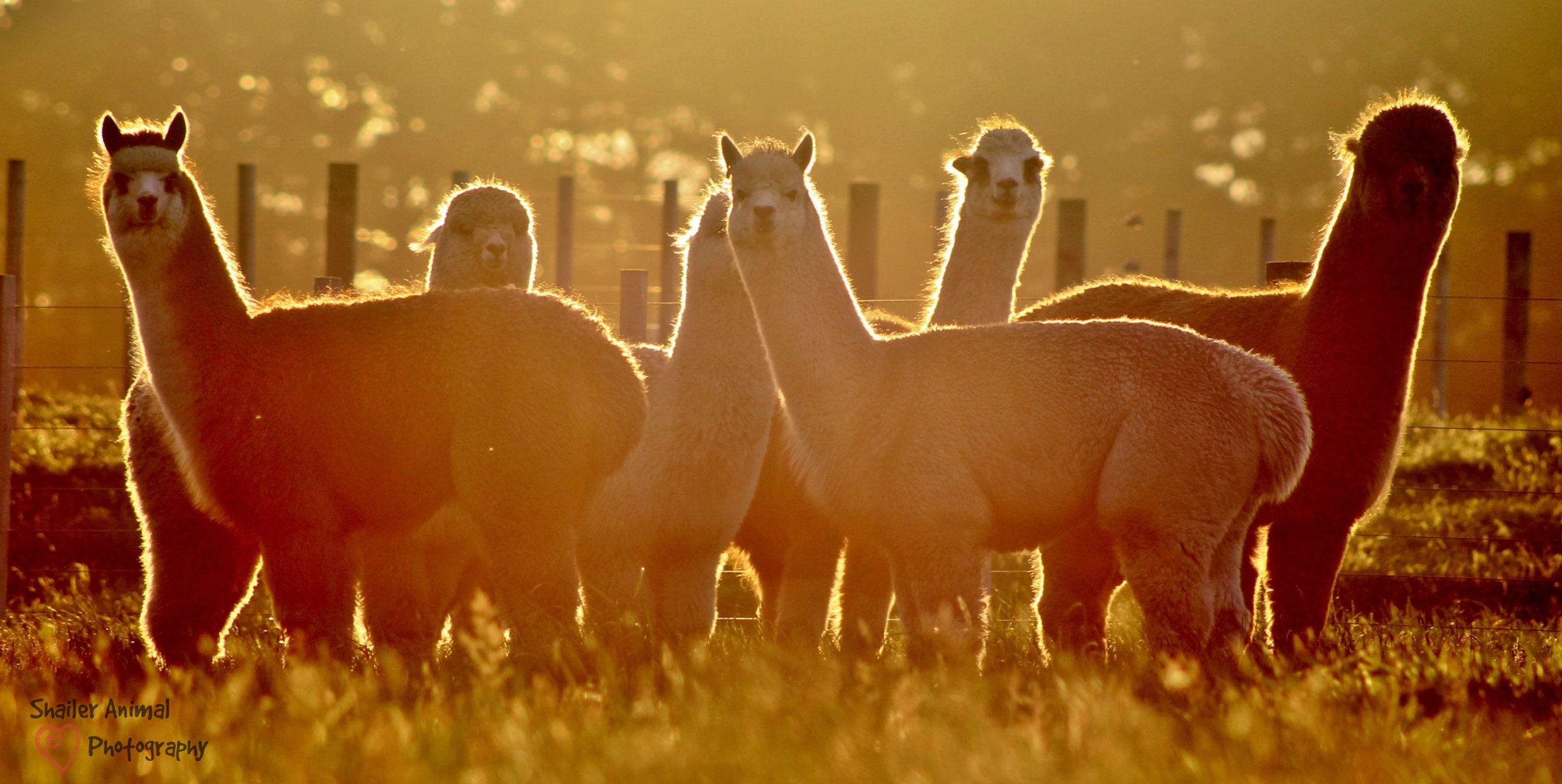 Alpacas at sunset