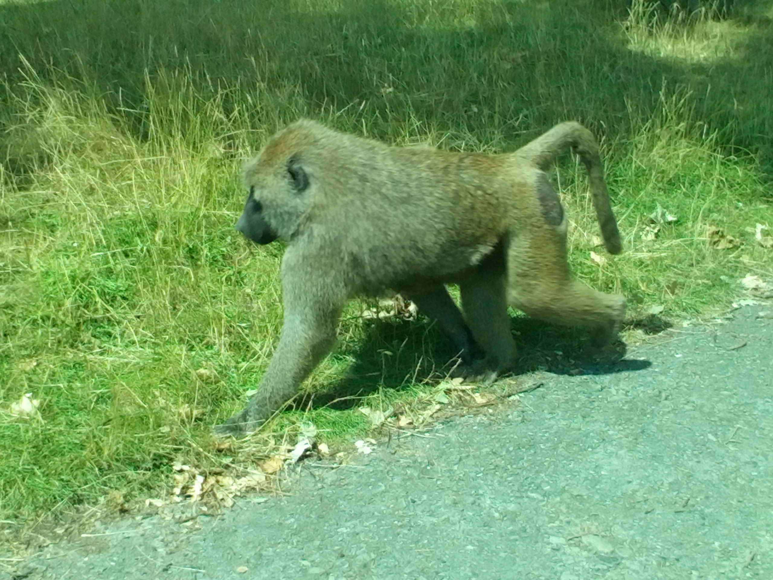 baboon strutting around