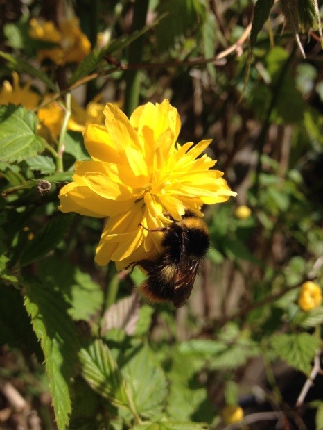 Bumblebee and Flower