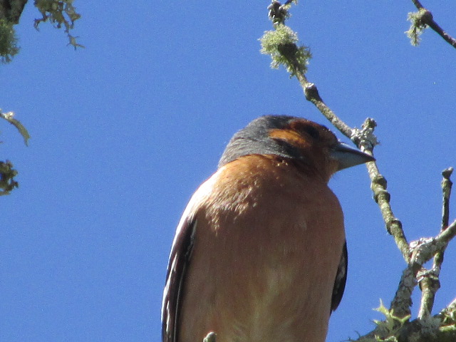 Chaffinch