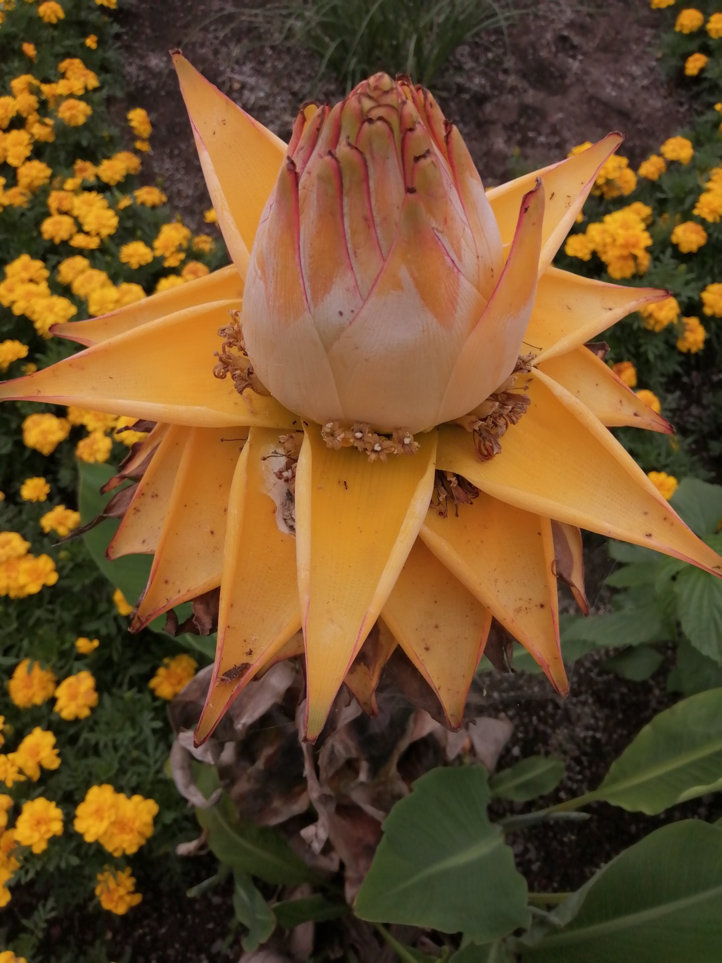 Chinese yellow banana flower.