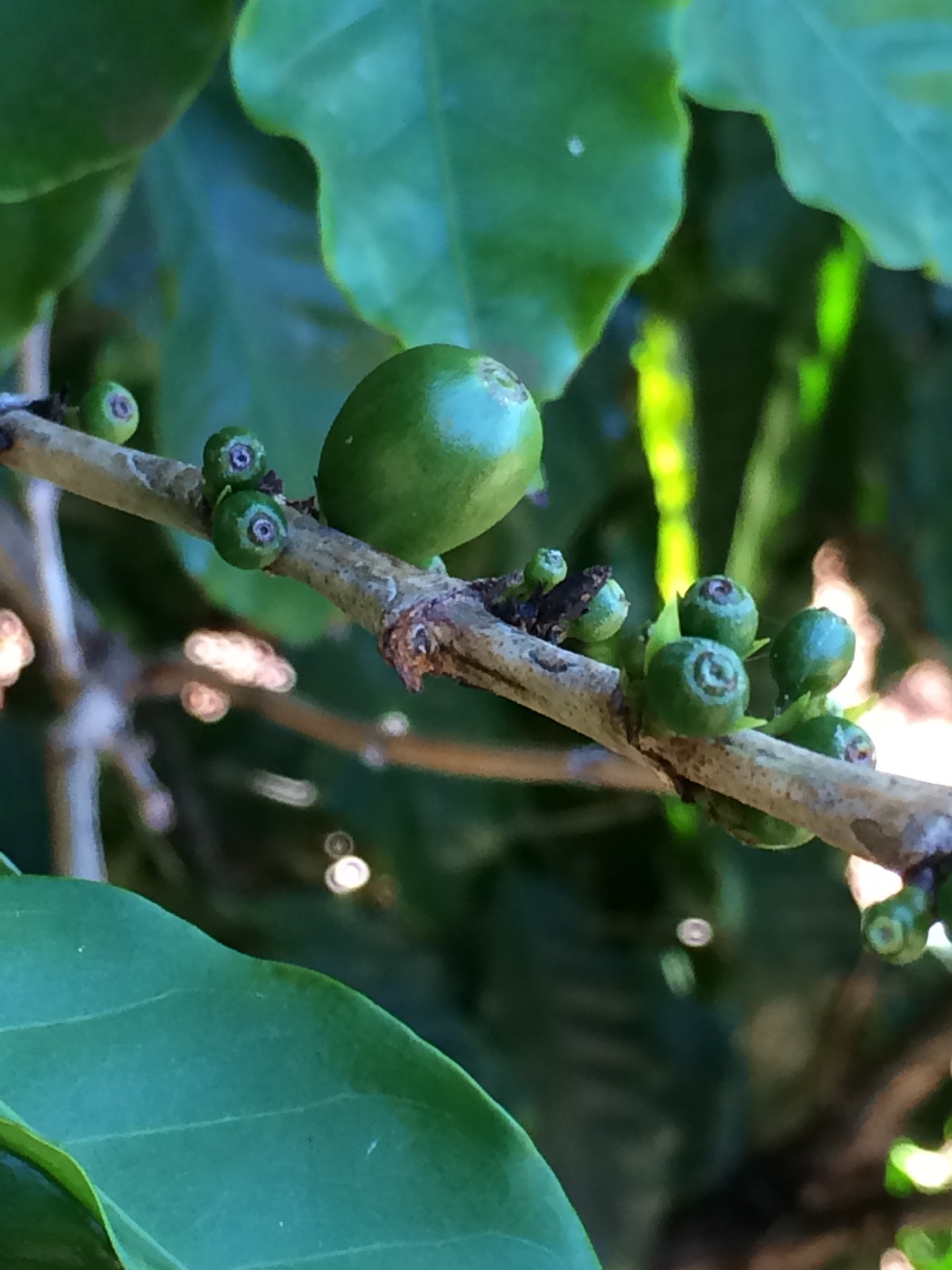 Coffee beans