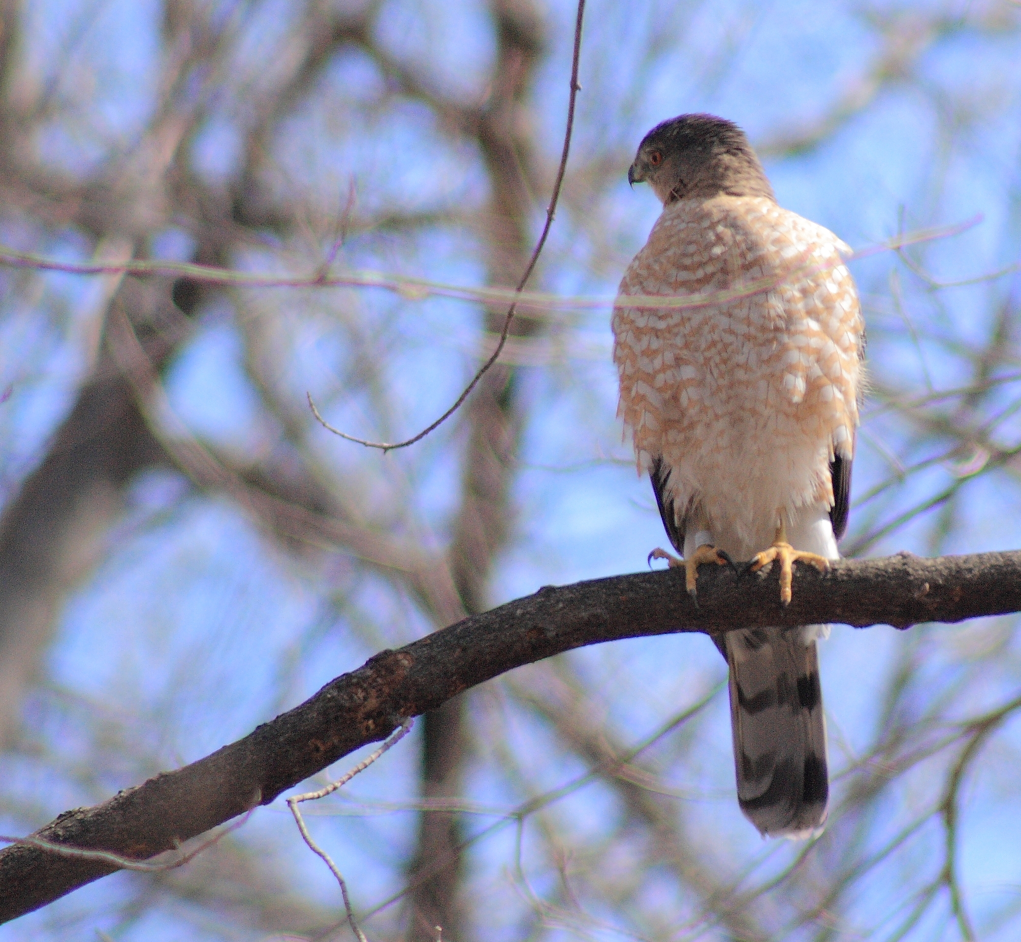 Cooper's hawk