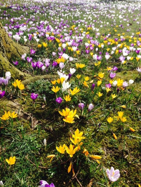 Crocus Time