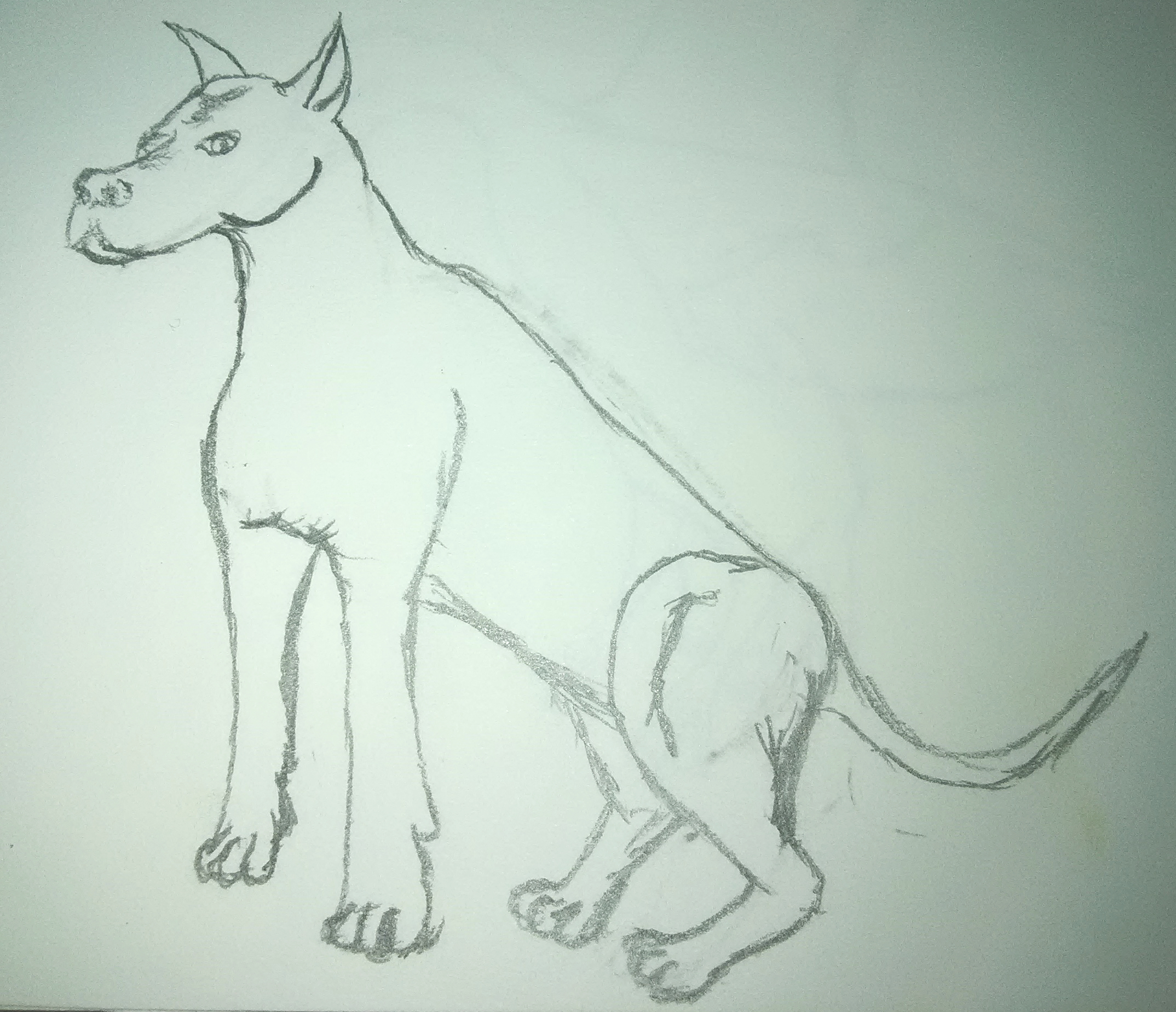 Dog 1