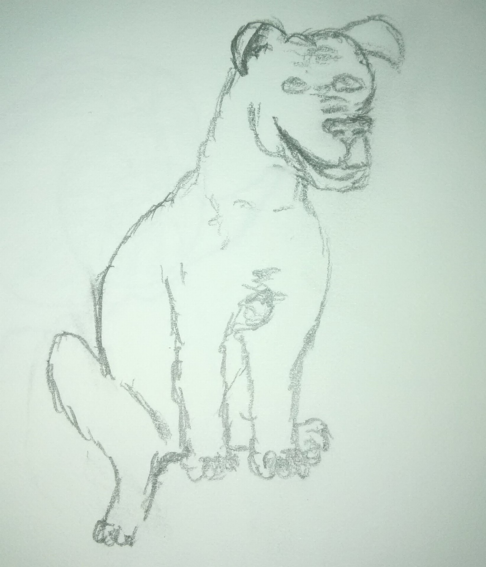 Dog 2