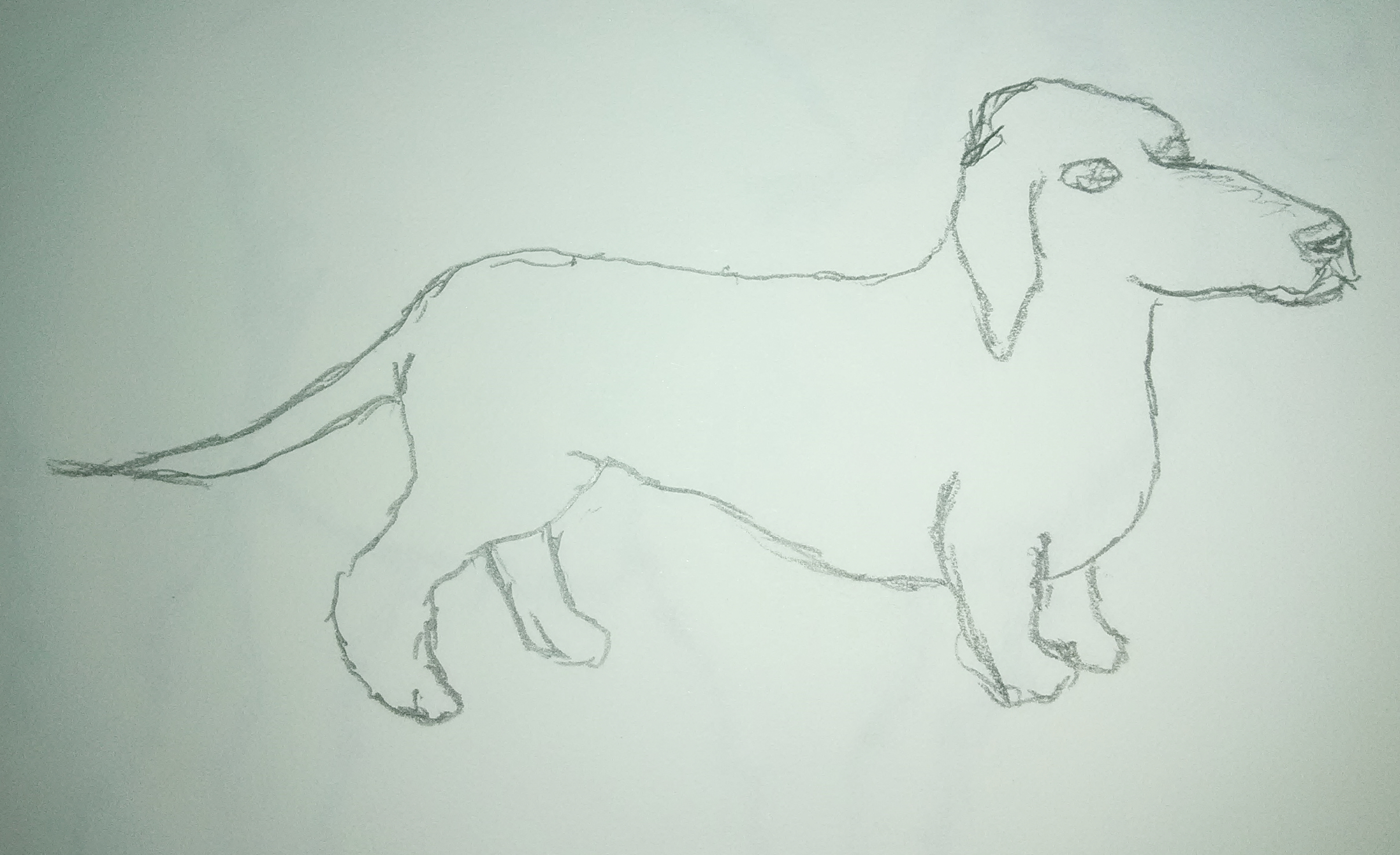 Dog 3