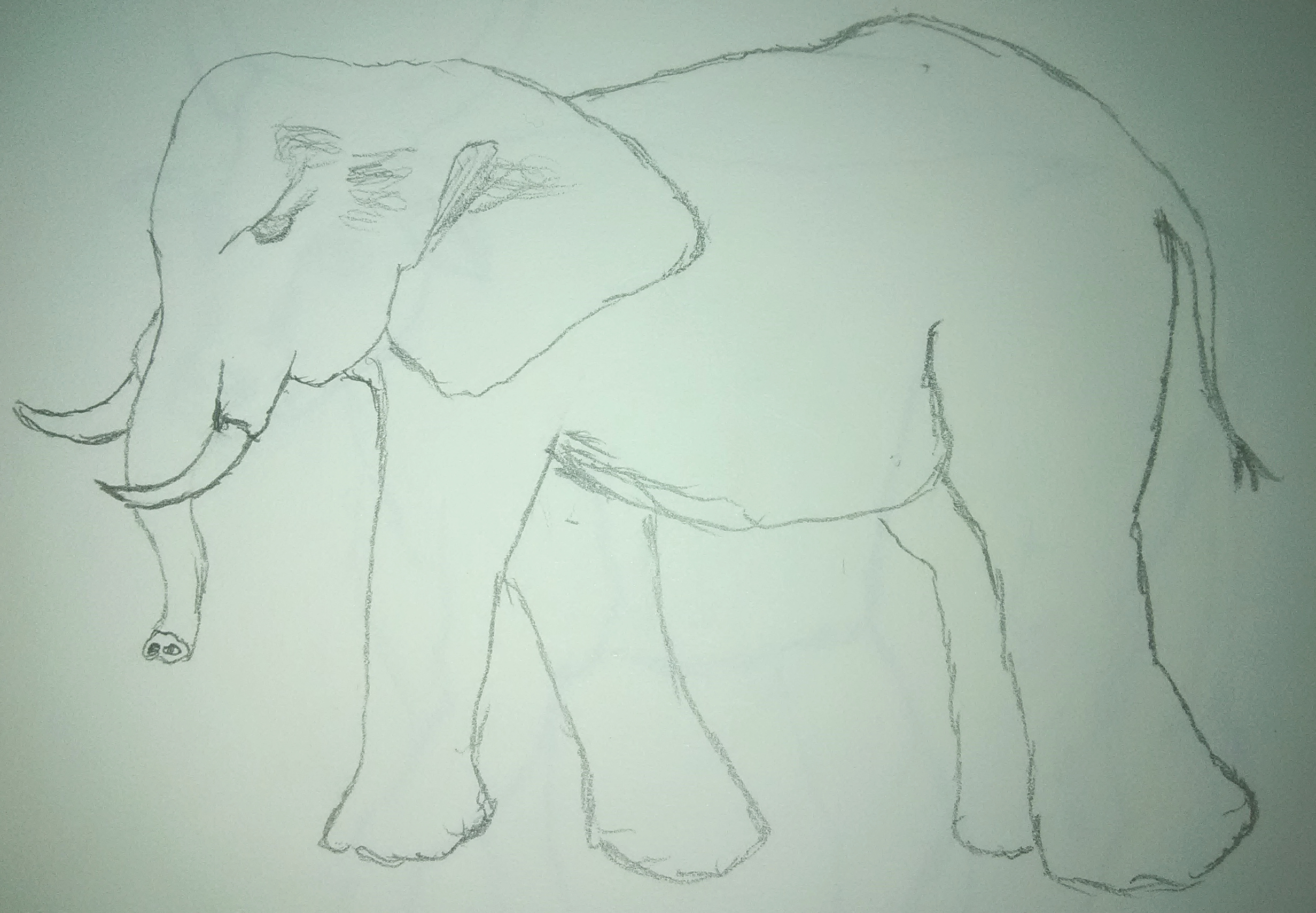 Elephant