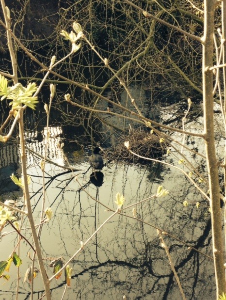 Empty Coot Nest