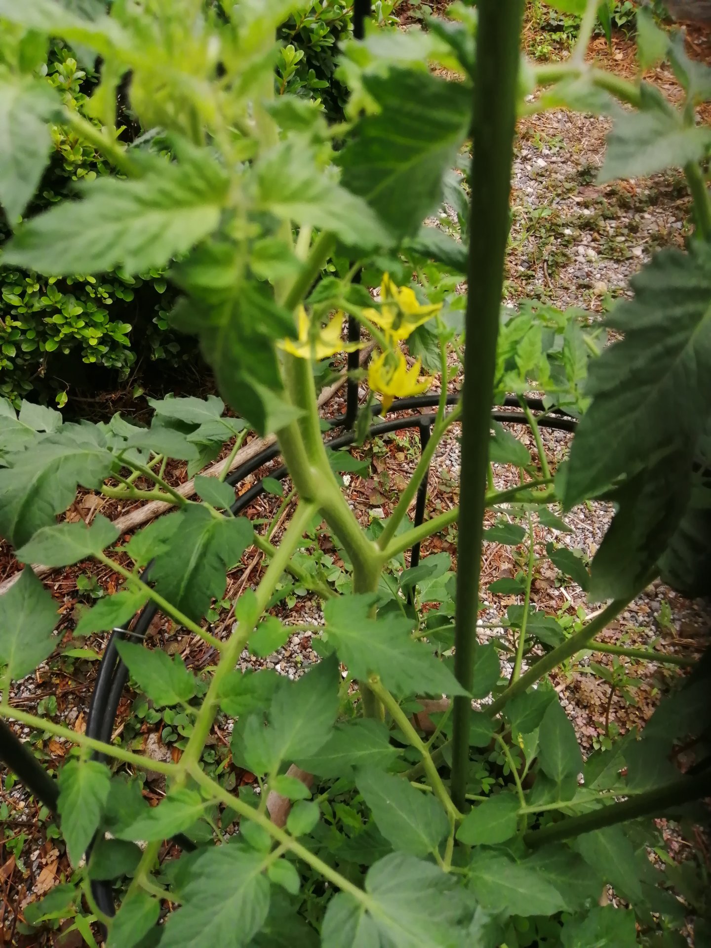 First flowers on a plant from seed.