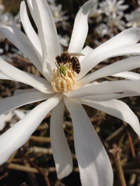 Flower and Bee