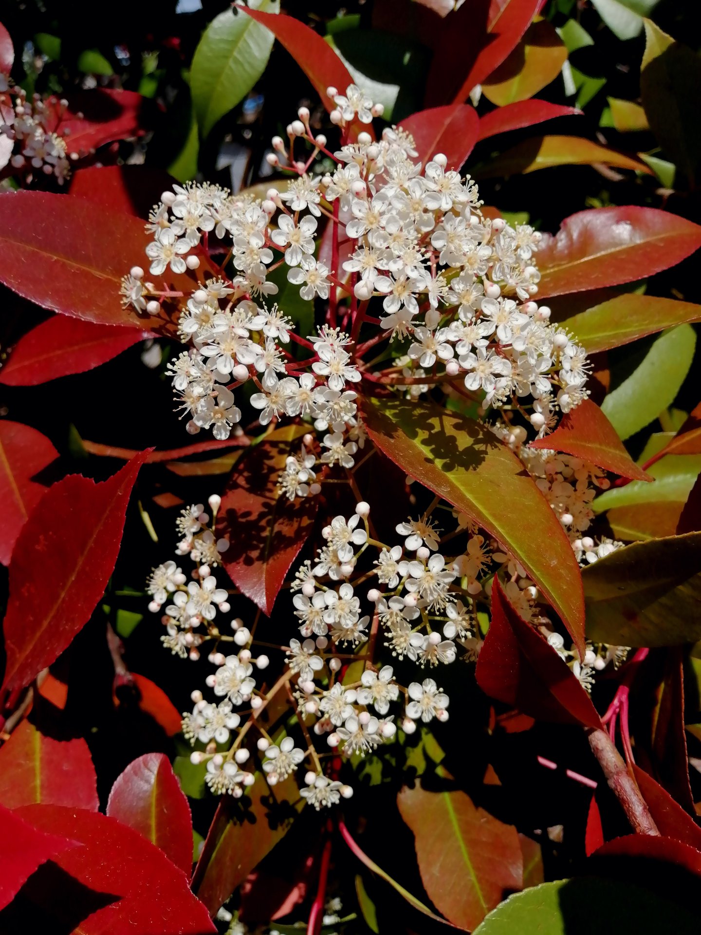 Flowering Red Robin tree.