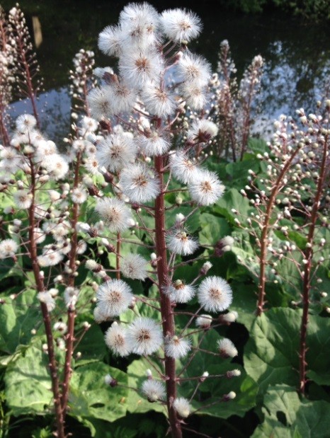 Fluffy Plant