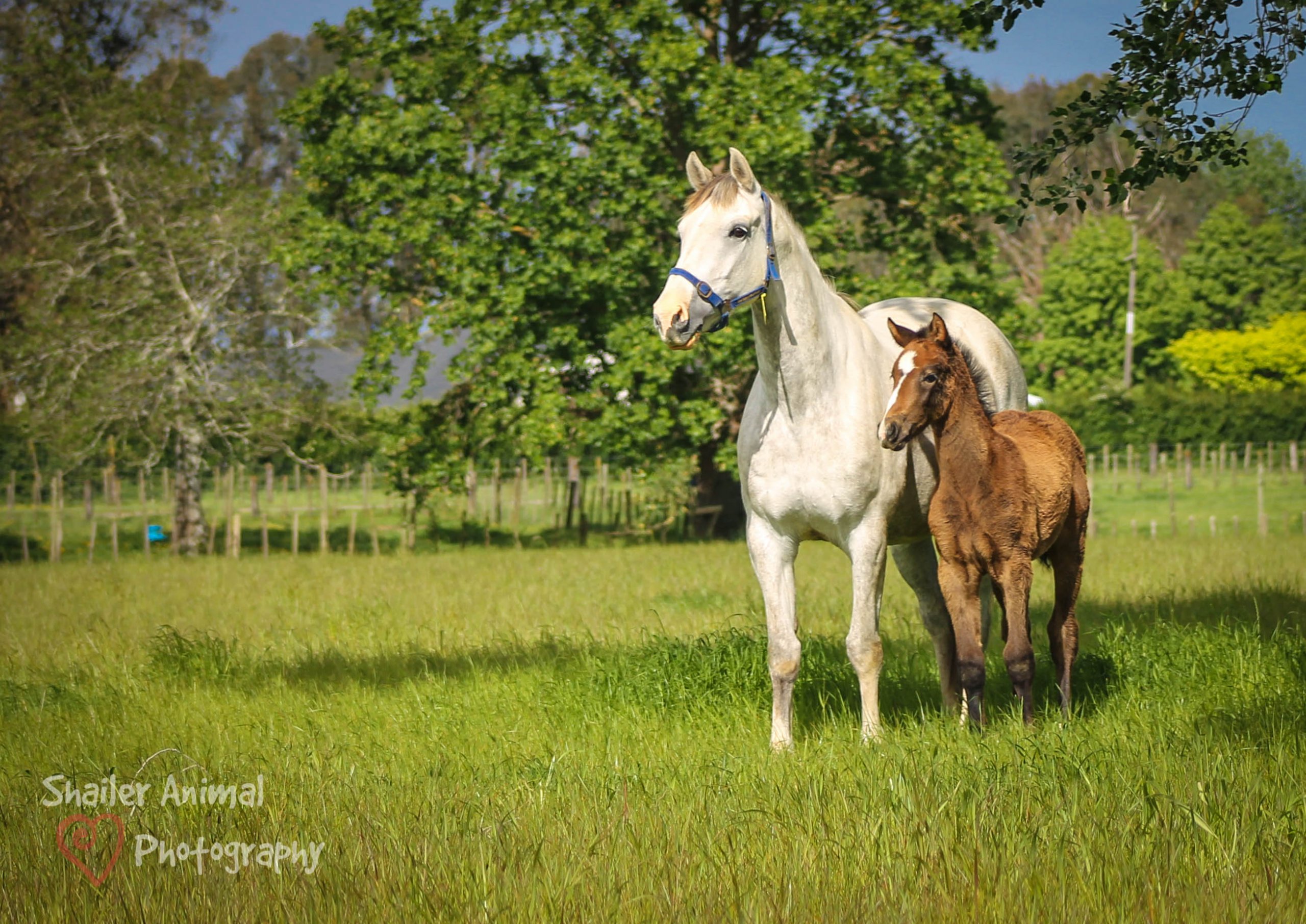 Foal and mare