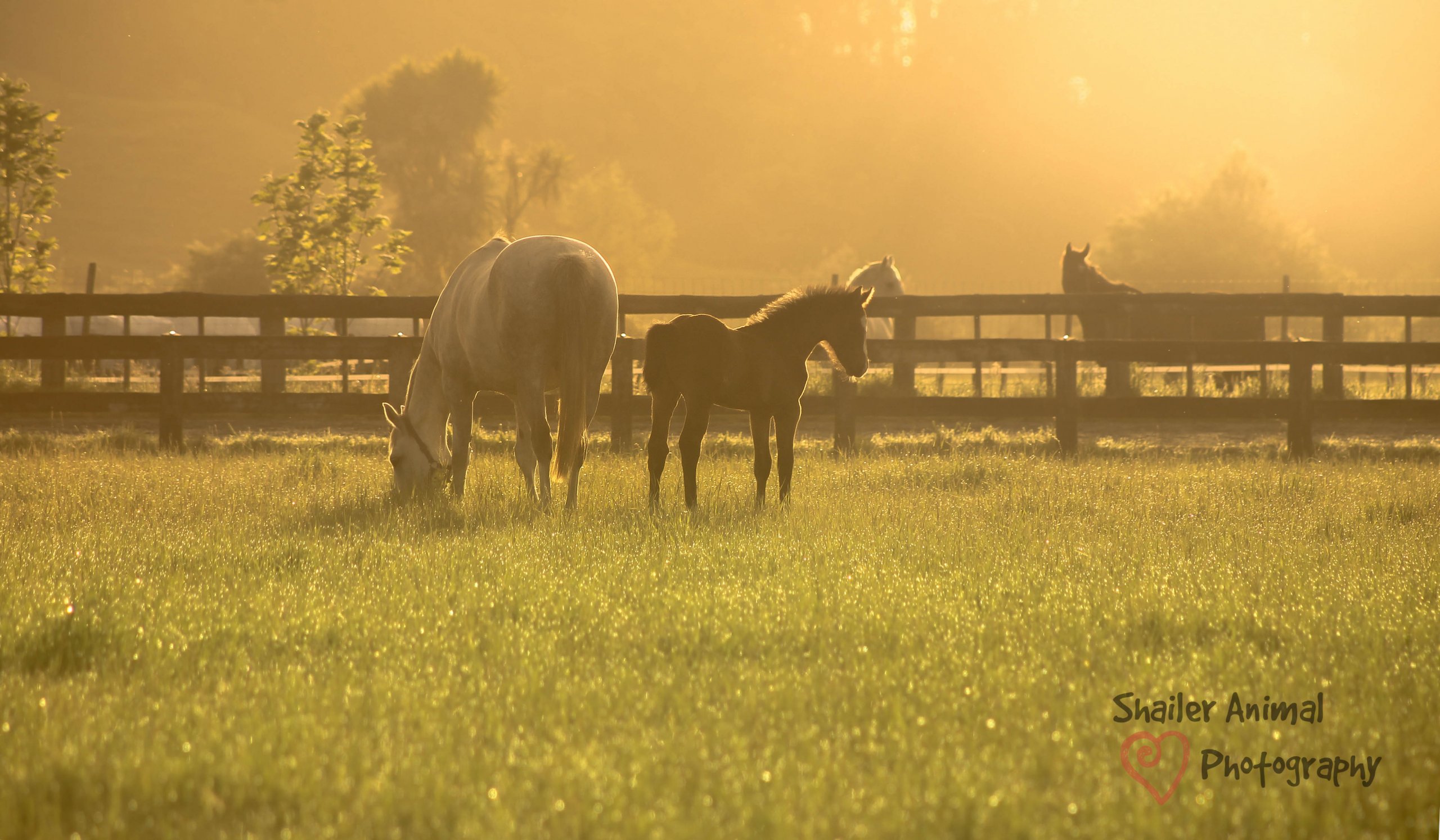 Foal at sunrise