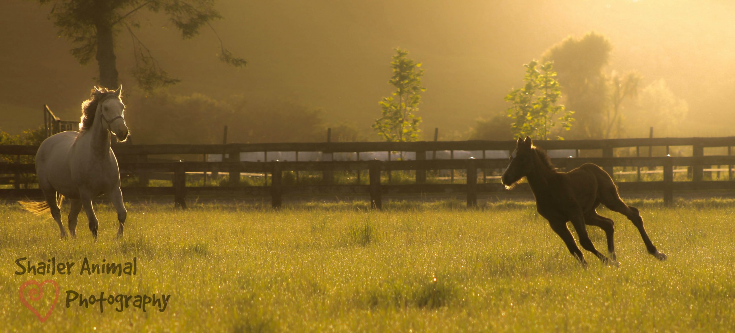 Foal playing