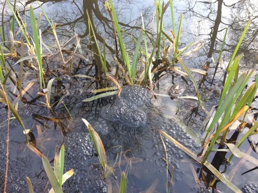 Frogspawn