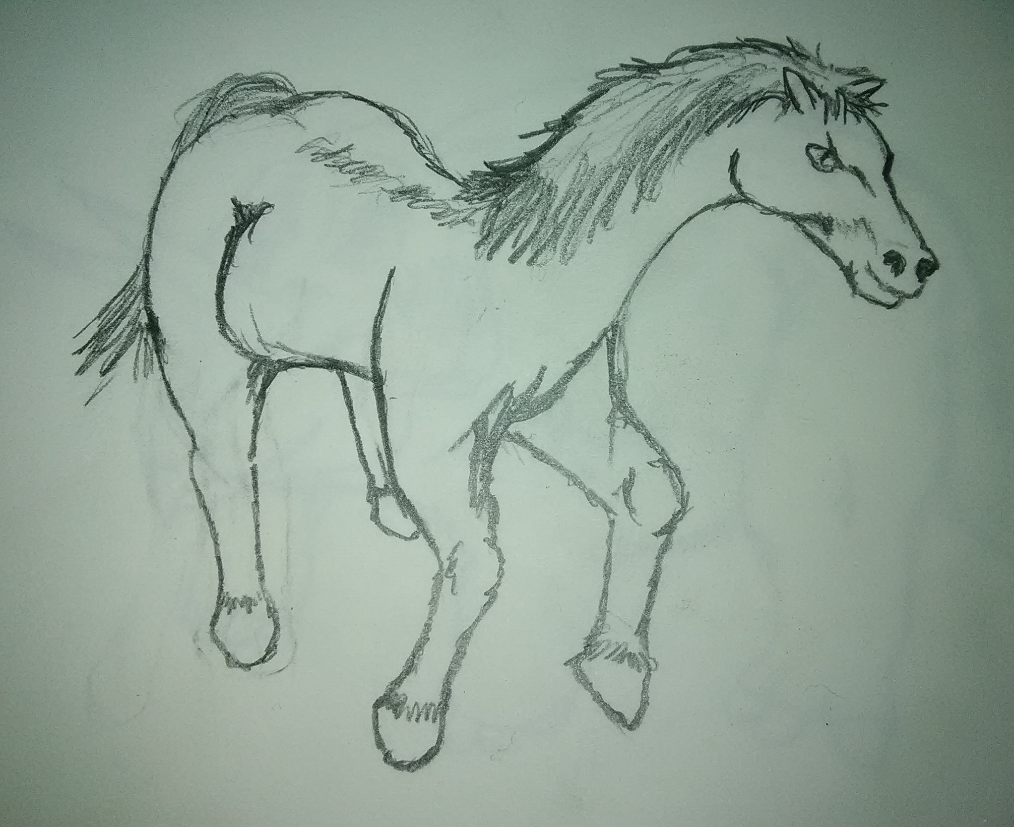 Horse