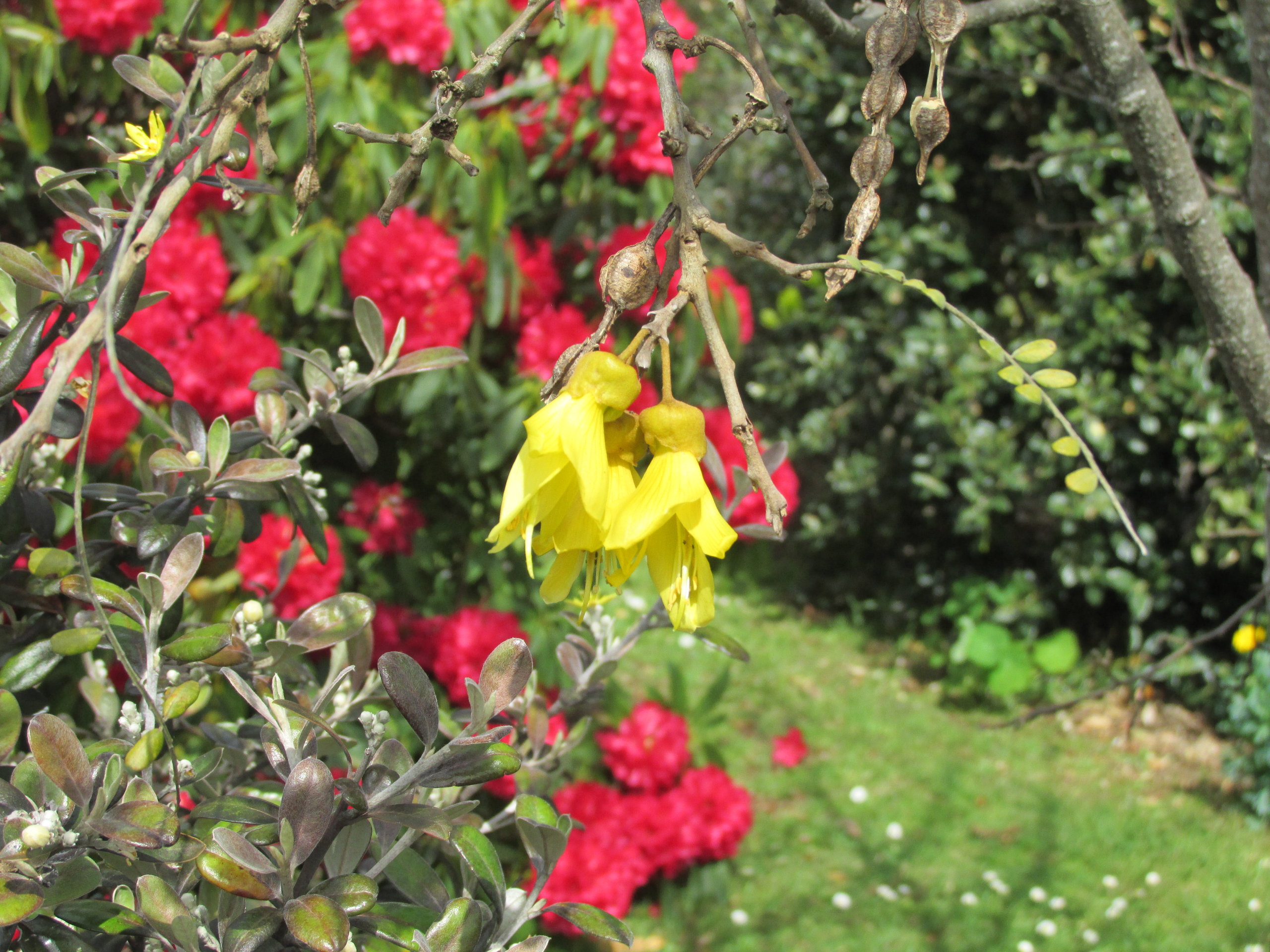 Kowhai blossom