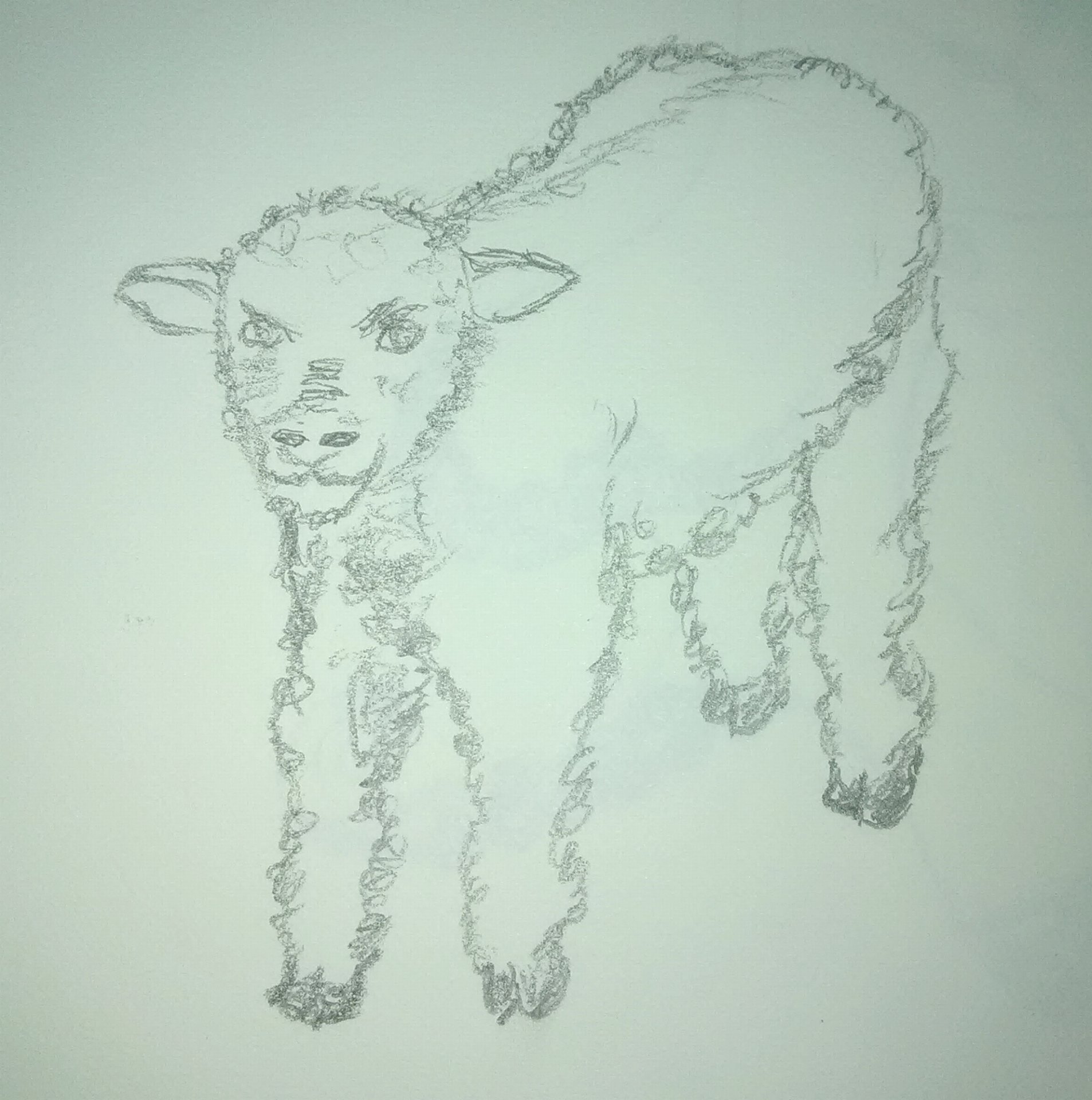 Lamb