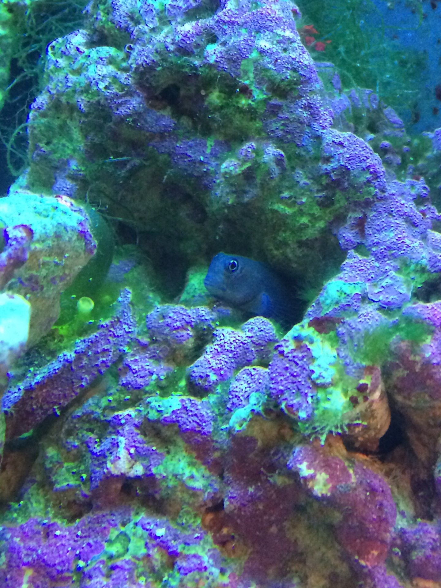 Lenny the Bi-color Blenny