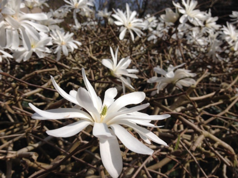 Magnolia stellata