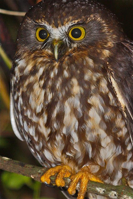 Morepork