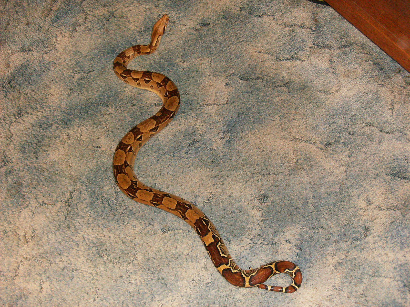 my 4 foot female boa constrictor | Asperger's & Autism Forum