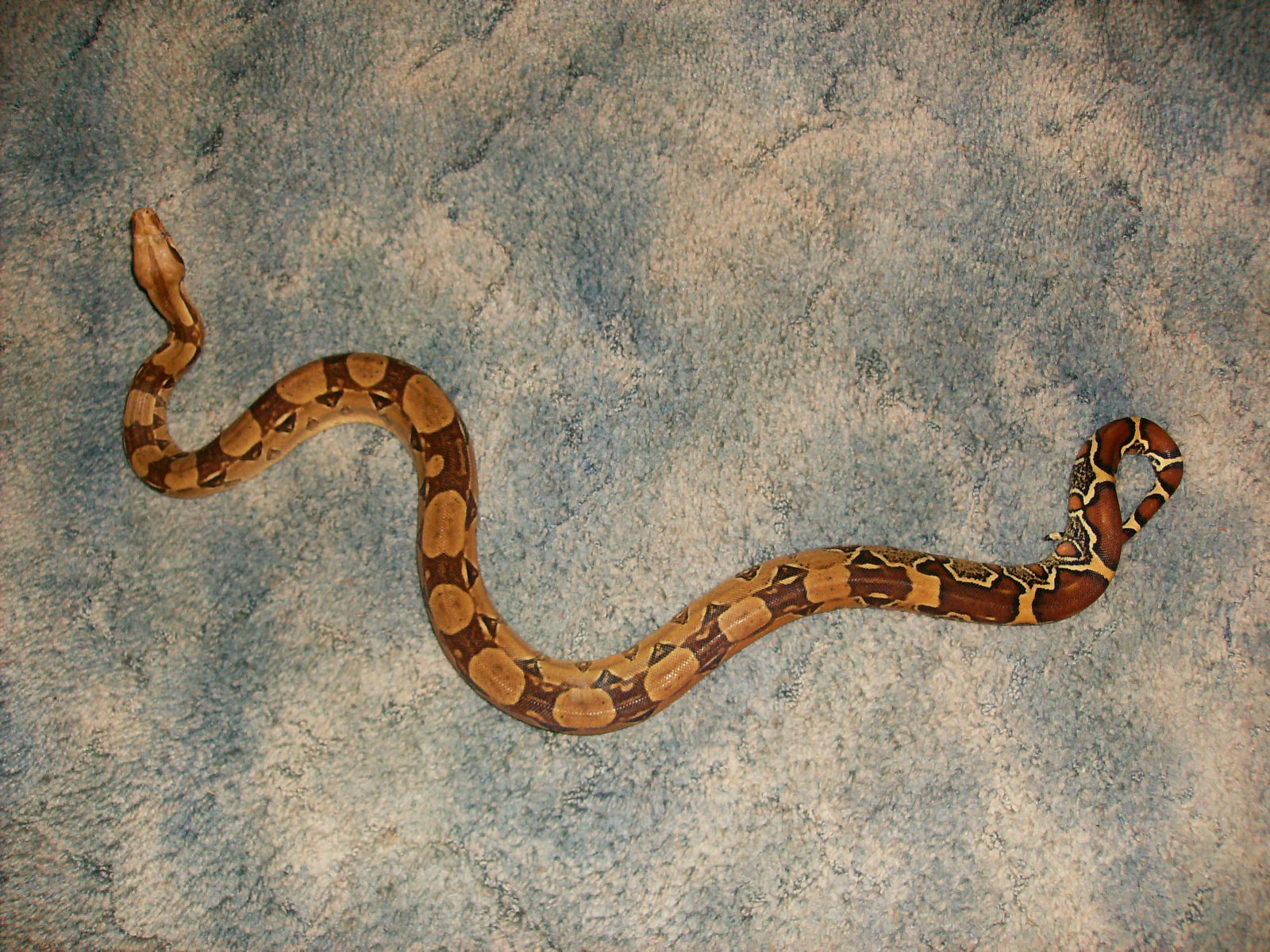 my 4 foot female boa constrictor