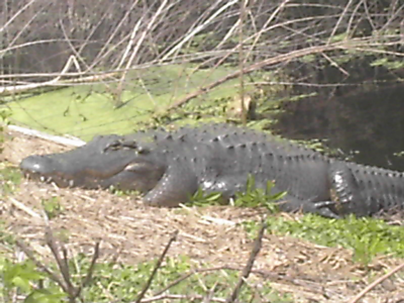 My buddy at Paynes Prairie