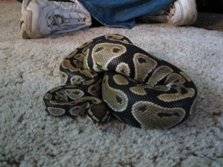 my curled up ball python