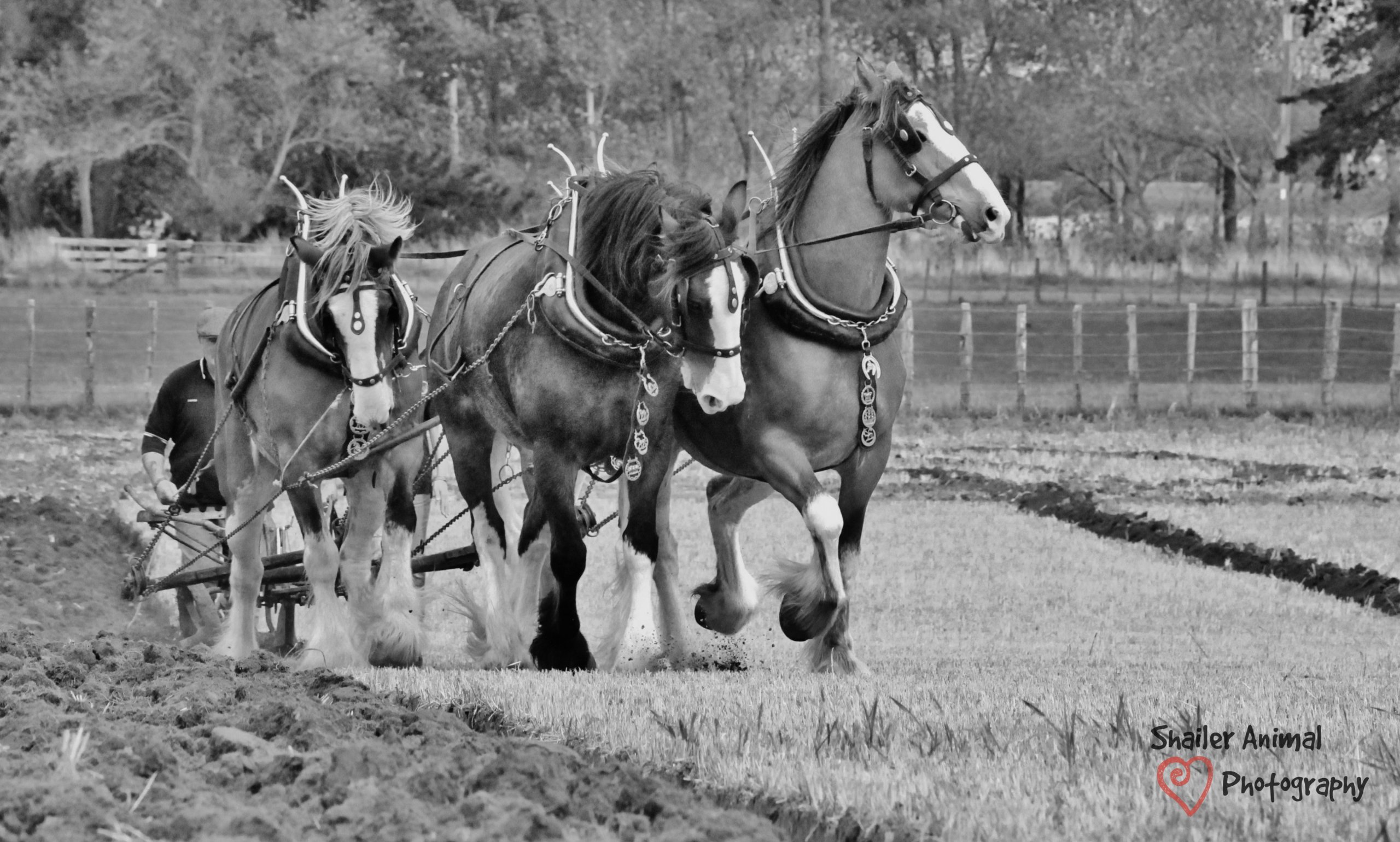 National Ploughing competition. Manawatu, Jan '17