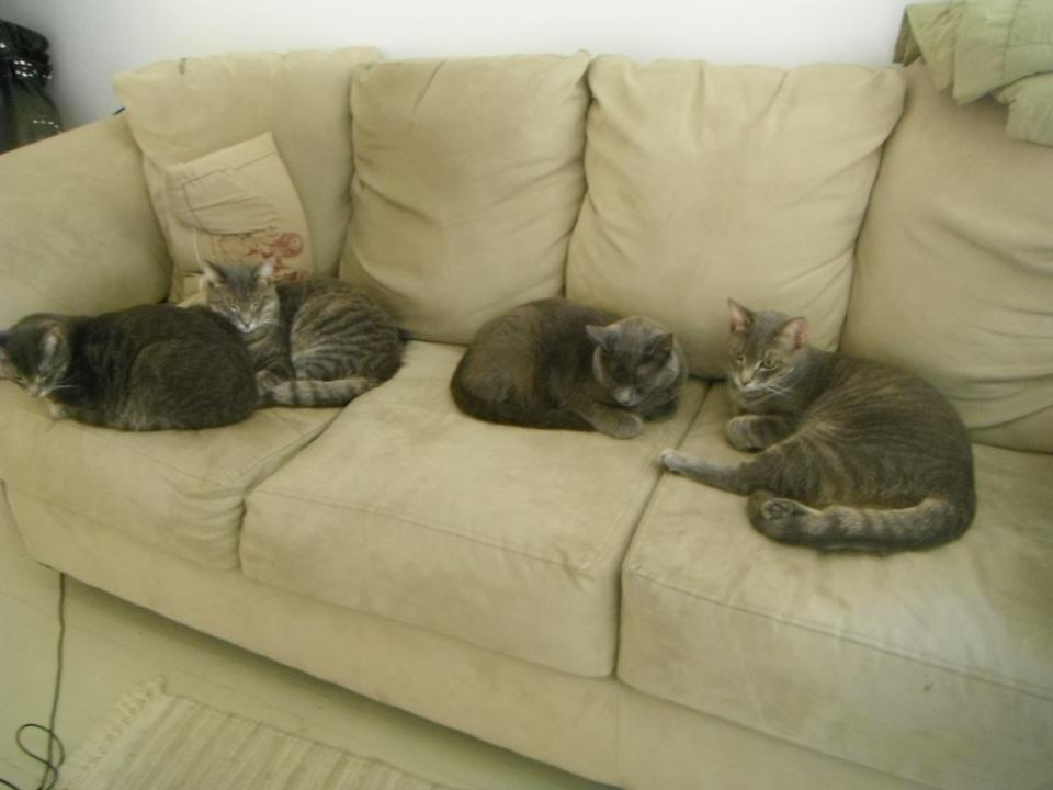 On the couch! 
From left to right is Rain, Beltane, Pagan and Winter. Beltane's the cuddliest and most affectionate!