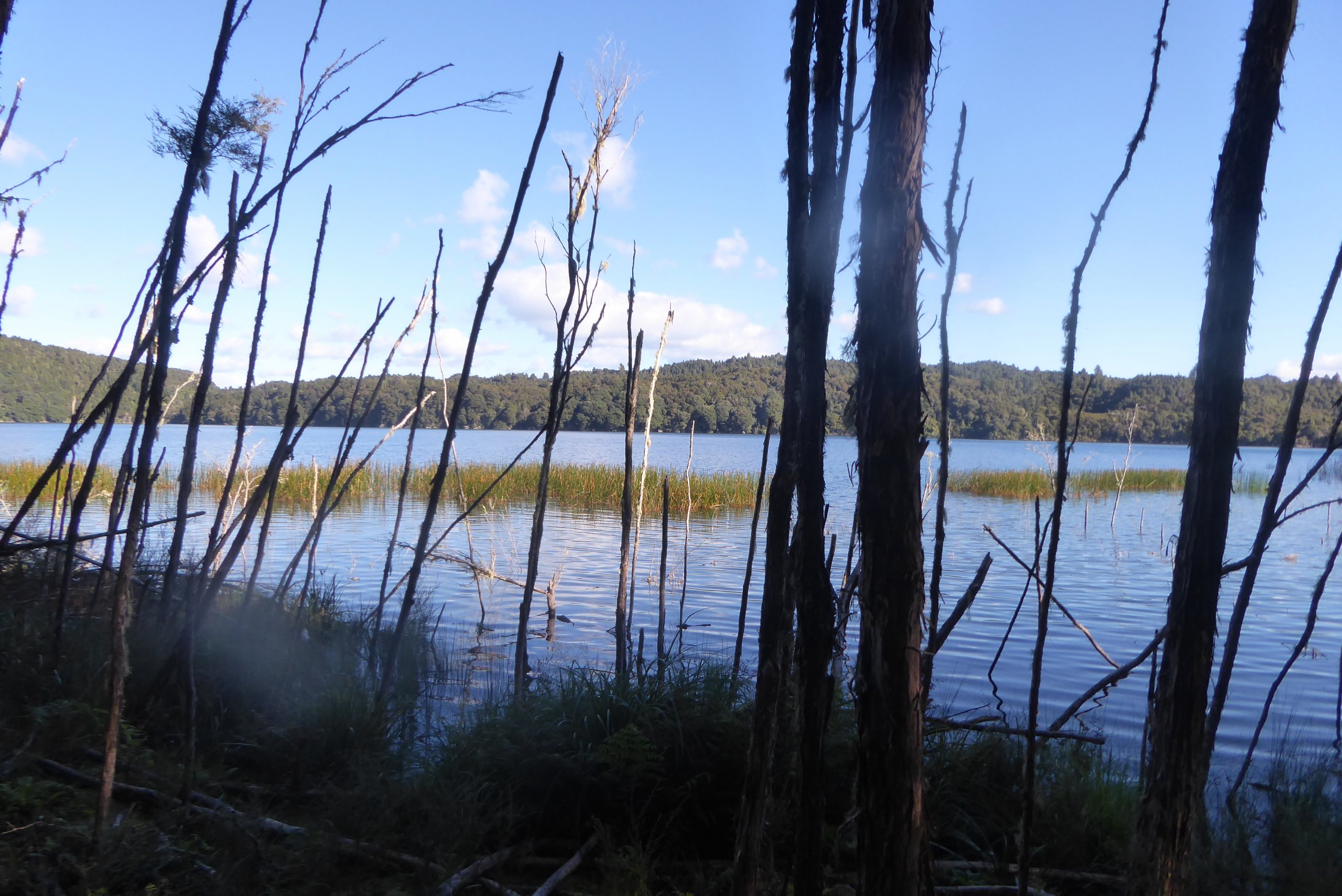 On The Water Front---Lake Okataina