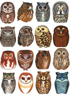 Owls