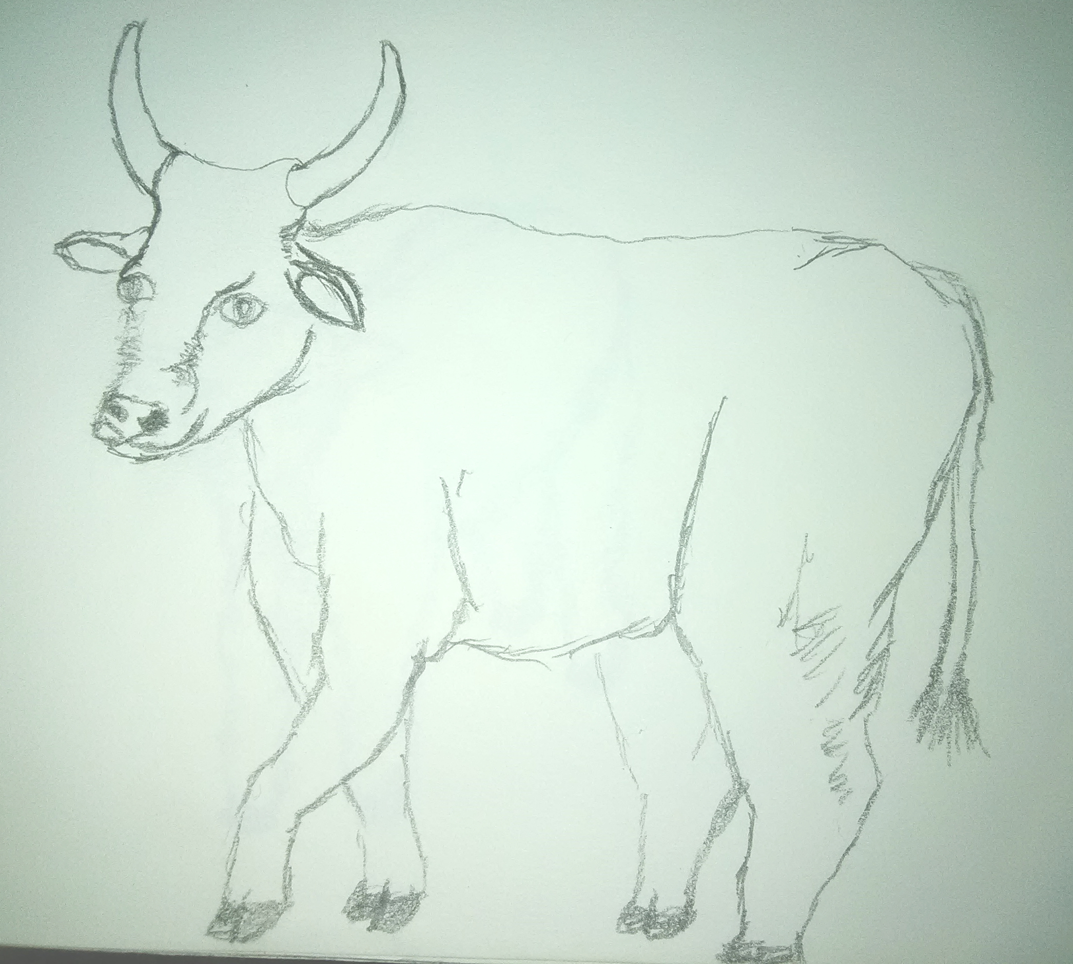 Ox