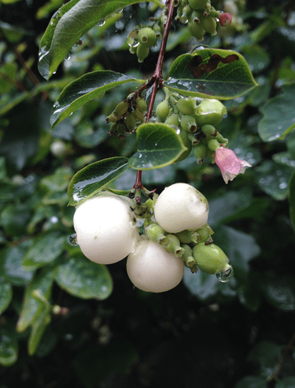 Rain on a Snowberry