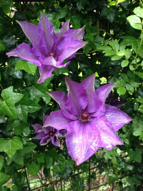 Raindrops and Flowers