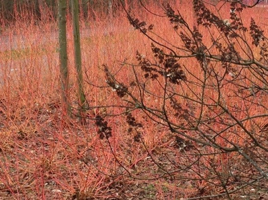 Red Plants