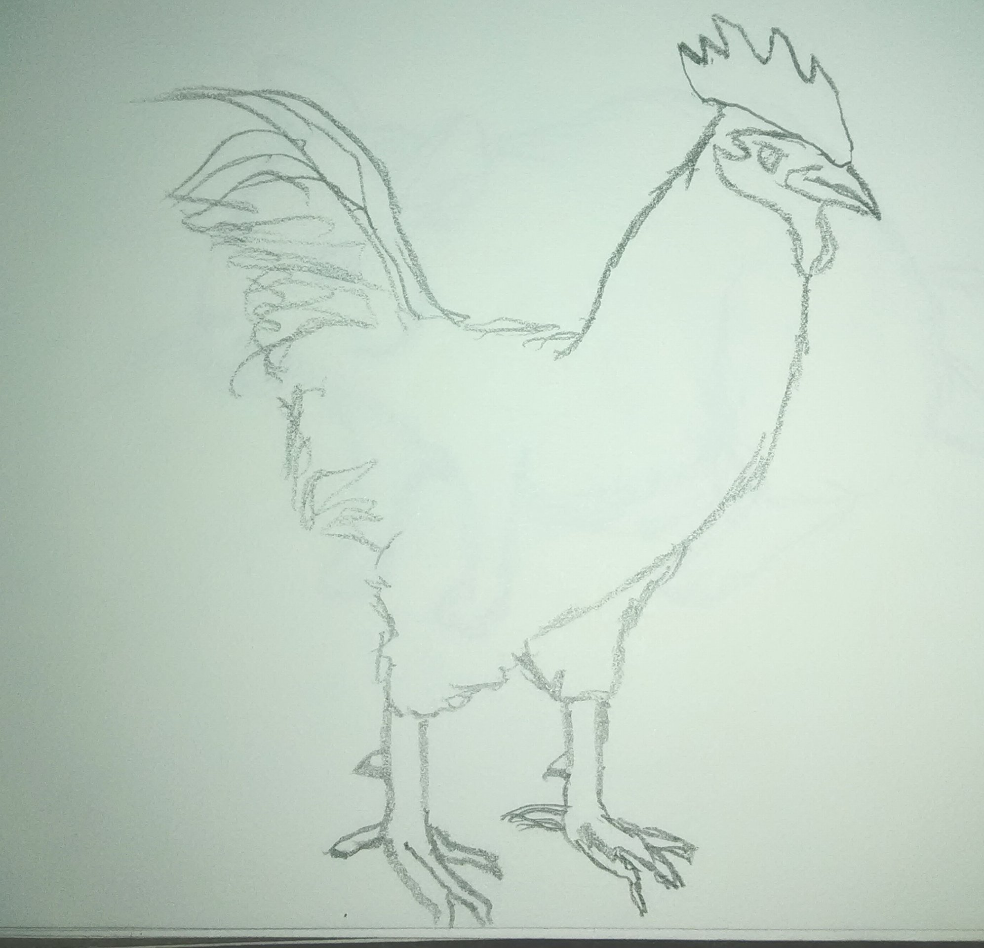 Rooster