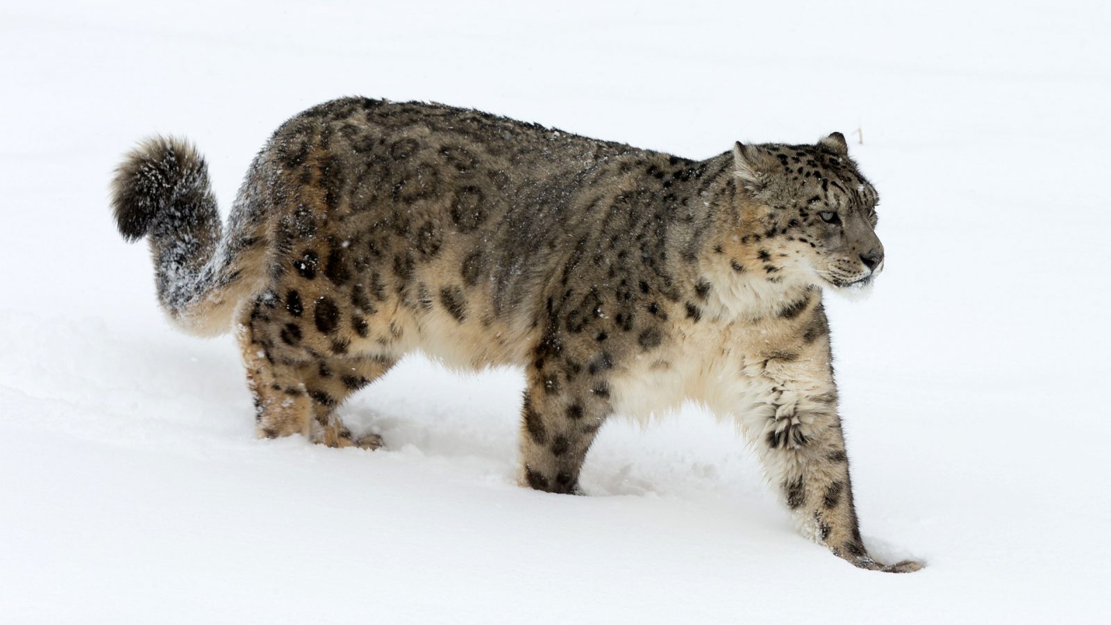 Snow Leopard.