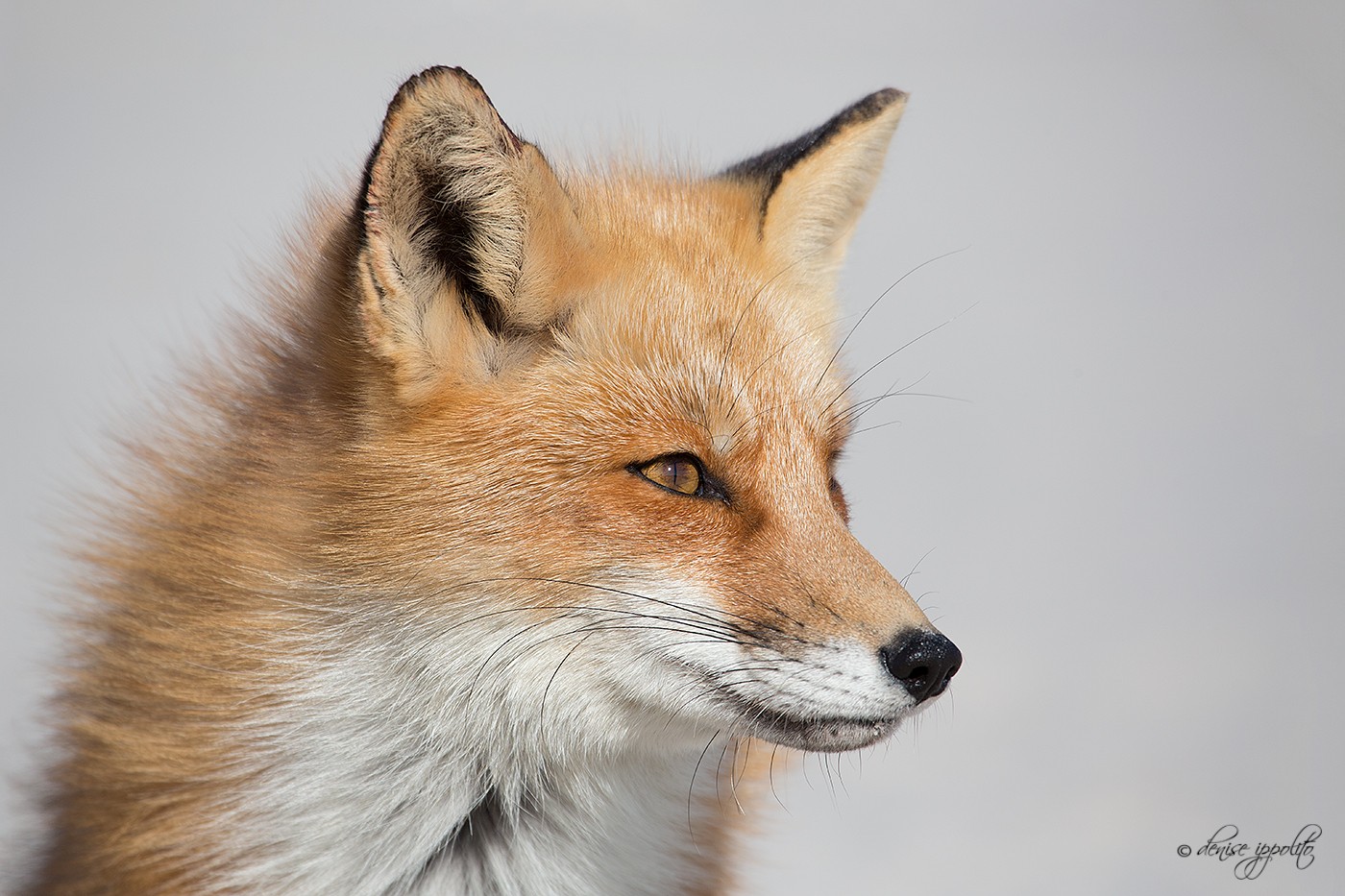 Сила лисы. Лиса референс фото. Red Fox Spirit. Fox Bread.